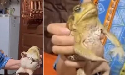 Idosa adota sapo na cidade de Florânia, no Rio Grande do Norte  |   Bnews - Divulgação Reprodução / Redes Sociais