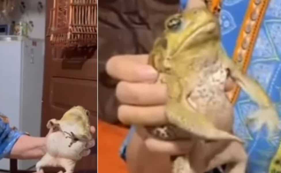 Idosa adota sapo na cidade de Florânia, no Rio Grande do Norte  |   Bnews - Divulgação Reprodução / Redes Sociais