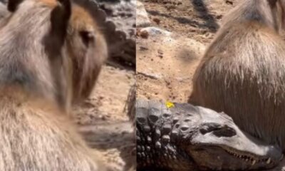 Capivara mostrou que vive sem inimigos ao fazer amizade com predador  |   Bnews - Divulgação Reprodução / Redes Sociais