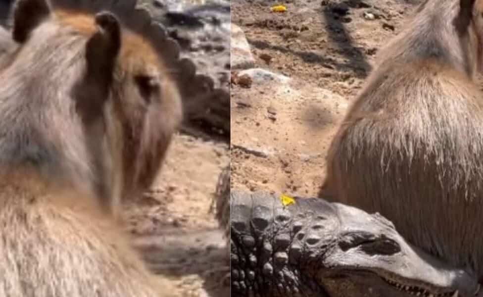 Capivara mostrou que vive sem inimigos ao fazer amizade com predador | Bnews - Divulgação Reprodução / Redes Sociais