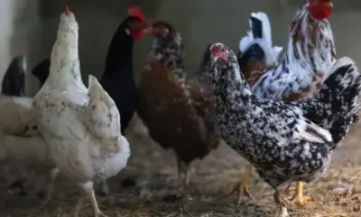 Criação de frangos no Rio de Janeiro (REUTERS/Ricardo Moraes)