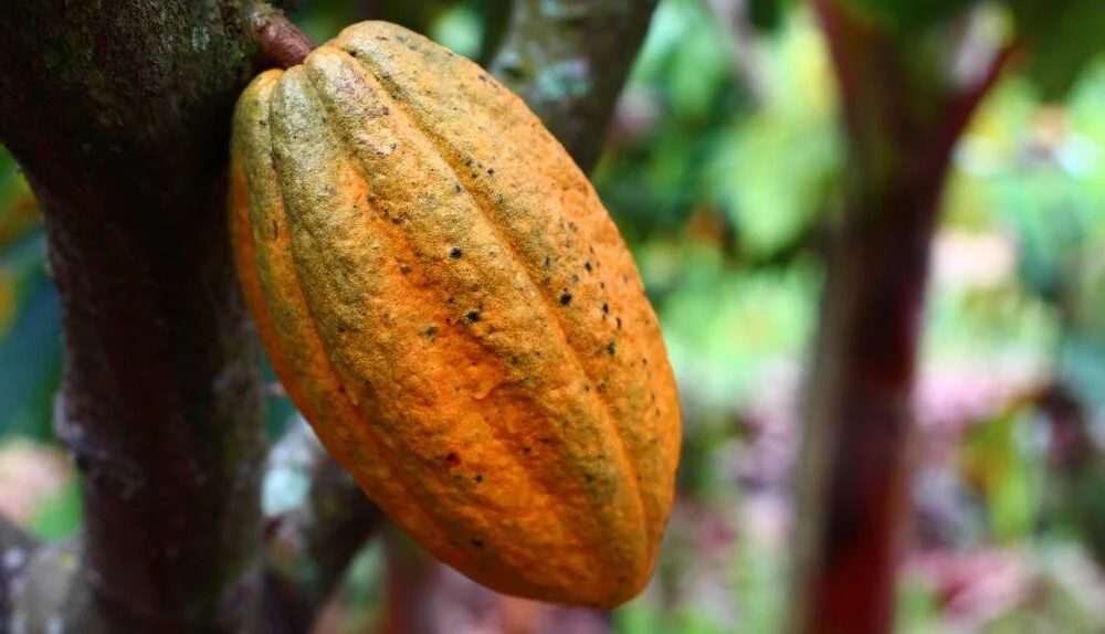 cacau 1000x574