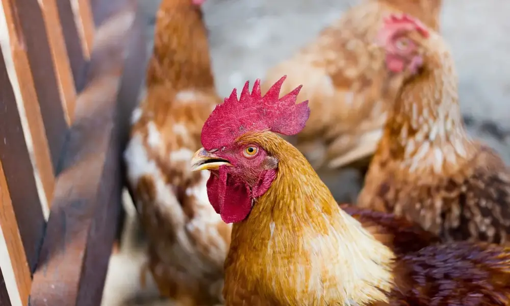 chicken 2647636 1280 (1) chicken 2647636 1280 (1)