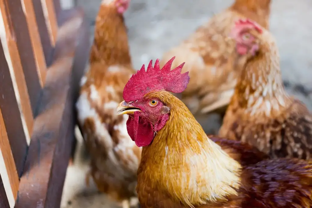 chicken 2647636 1280 (1)