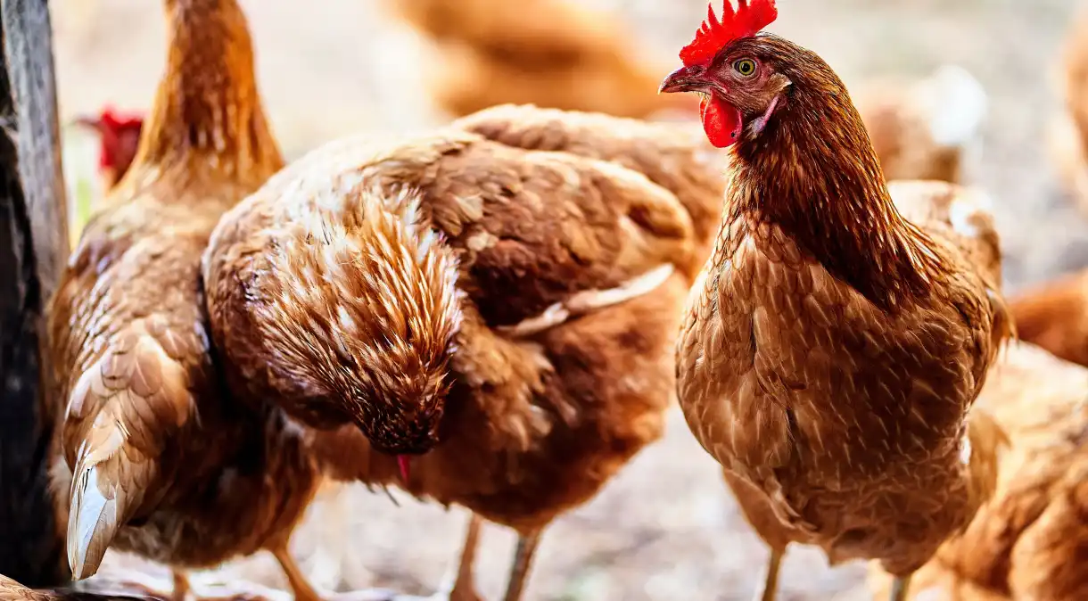 Doença de Newcastle: governo descarta três casos potenciais em aves no Rio Grande do Sul