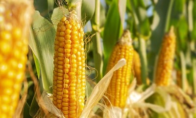 miho alimento miho alimento