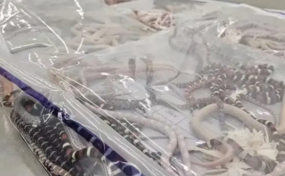 npujacdyaast npujacdyaast