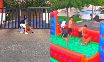 As imagens da câmera de segurança flagraram o momento do ataque do pit bull contra o porteiro do condomínio  |   Bnews - Divulgação Leitor BNews