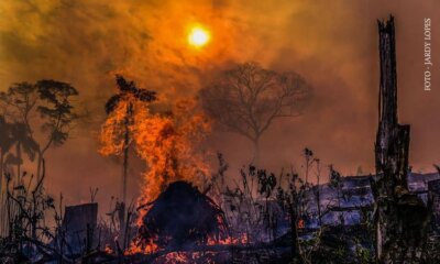 queima florests (1) queima florests (1)