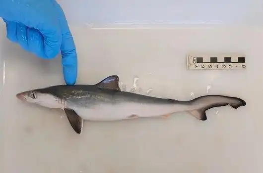 tubarao cocaina 1