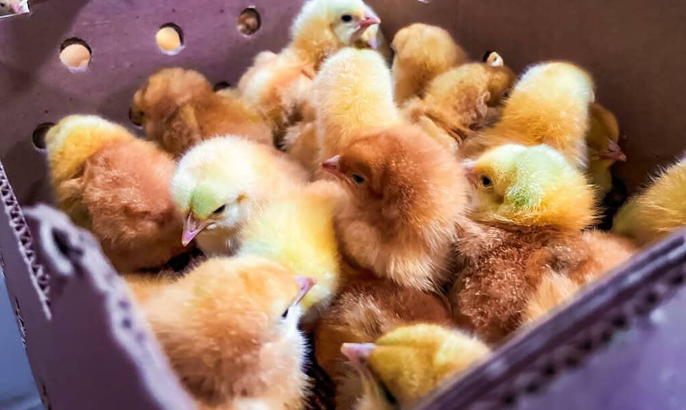 whatsapp image 2024 07 19 at 10.47.31 1024x768