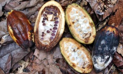 cacaumoniliase (1) cacaumoniliase (1)