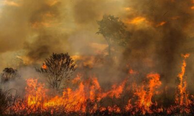 fogo queimada fogo queimada