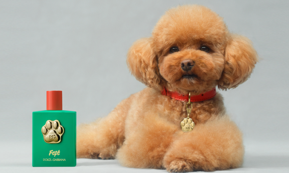 perfume cachorro dolce gabbana perfume cachorro dolce gabbana