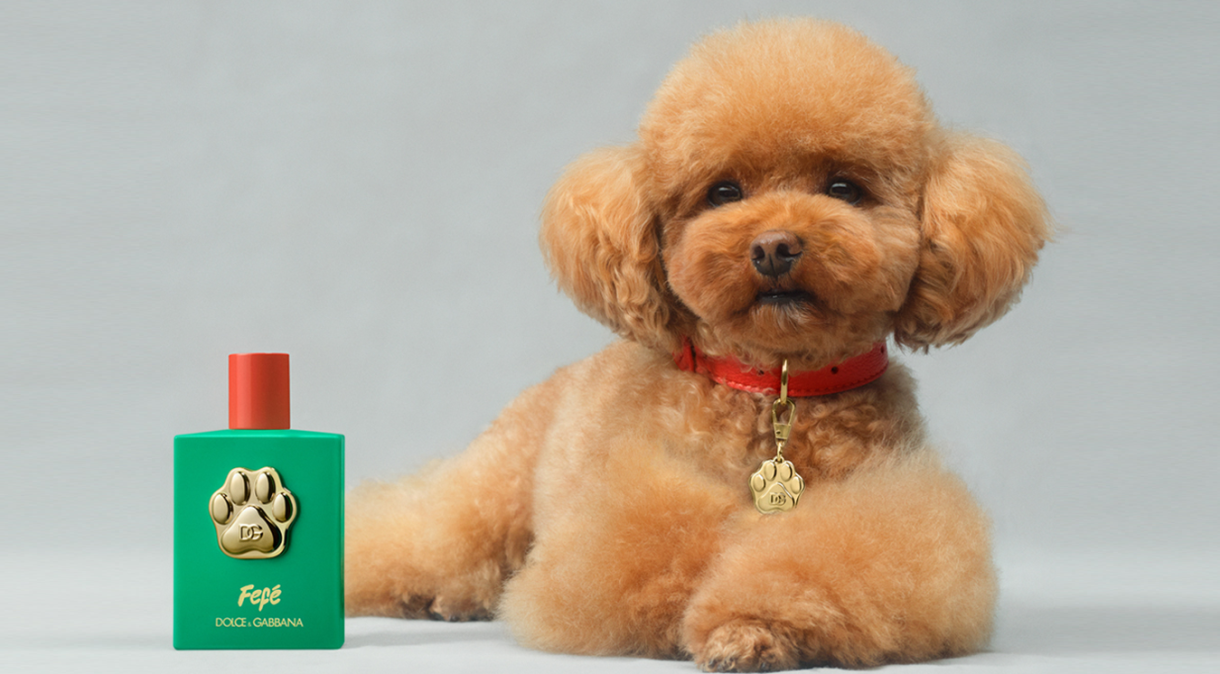 Dolce&Gabbana lança perfume para cachorros inspirado em pet de fundador; confira