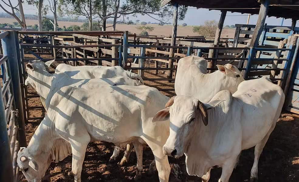 whatsapp image 2024 08 03 at 15.26.19 whatsapp image 2024 08 03 at 15.26.19