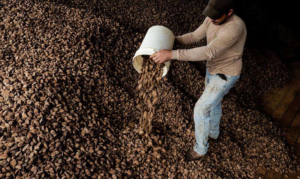 00F49F99-64A9-47BB-987D-627B6AFF9888 Xapuri é o terceiro maior produtor de castanha do país, segundo o IBGE. Foto: Marcos Vicentti/Secom