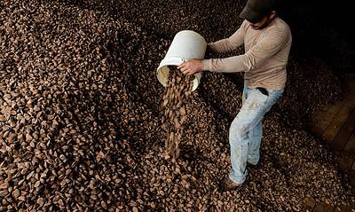 00F49F99-64A9-47BB-987D-627B6AFF9888 Xapuri é o terceiro maior produtor de castanha do país, segundo o IBGE. Foto: Marcos Vicentti/Secom