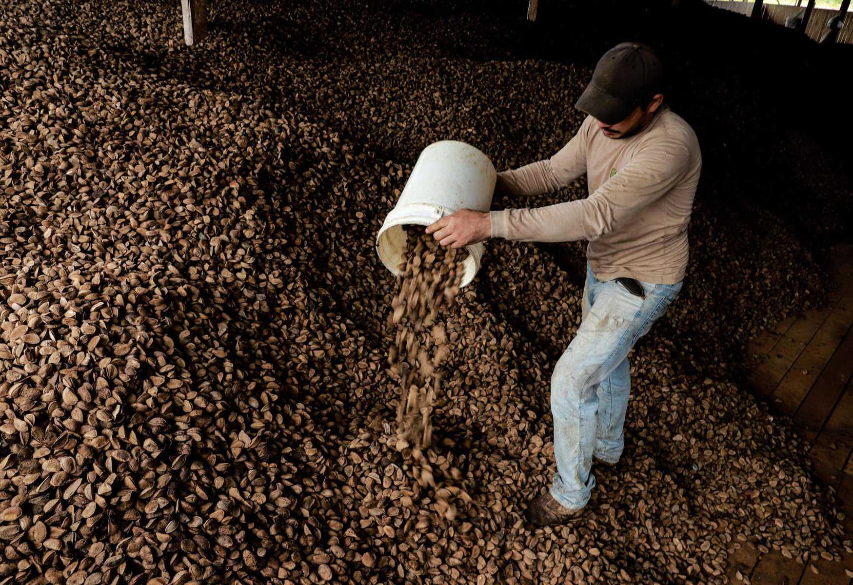 Com incentivos do governo, Xapuri é a terceira cidade com maior produção de castanha no Brasil