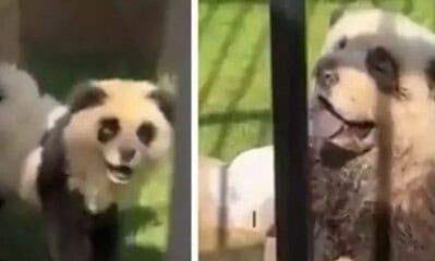 Zoológico na China admite que pintou cachorros para se parecerem com pandas
Foto: Reprodução/Redes Sociais