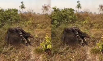 A atitude comoveu os seguidores, que reagiram com mensagens emocionadas  |   Bnews - Divulgação Reprodução / Redes Sociais