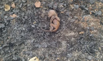 2_778fa1 O sobrevivente foi apelidado de "Fênix", em referência ao pássaro mitológico que renasce das cinzas. • Ibama