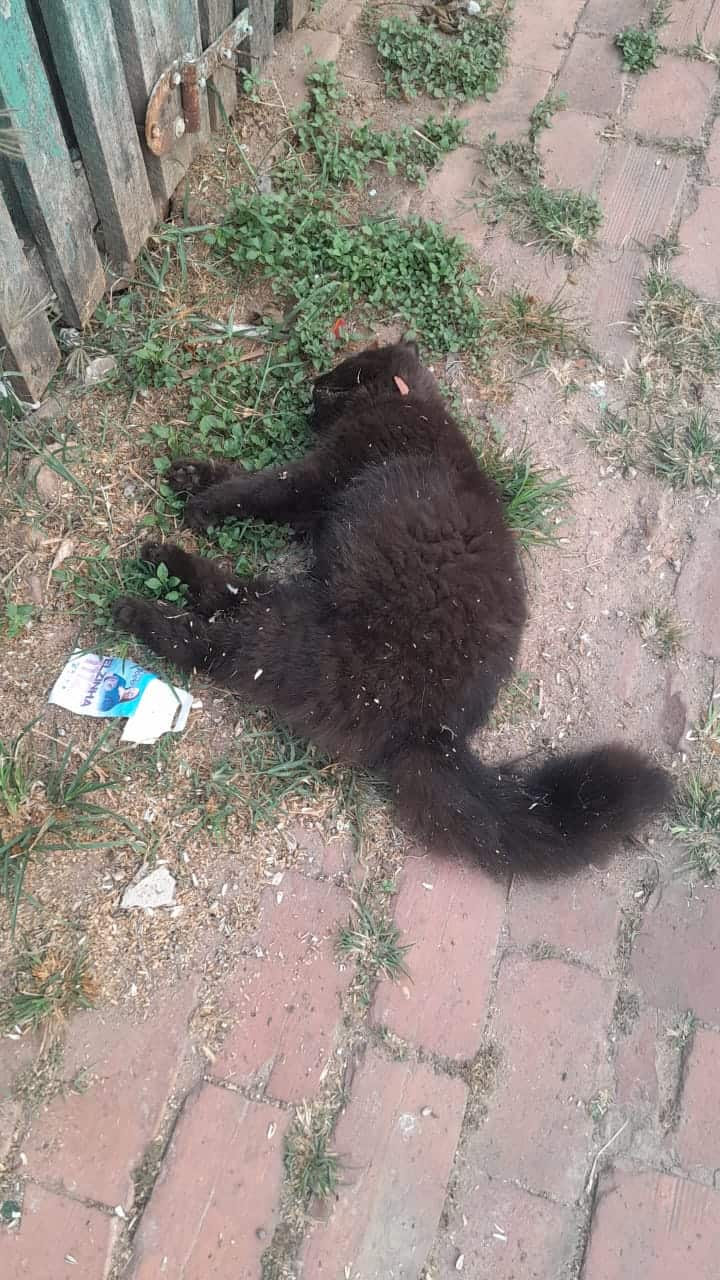 Cães e gatos são envenenados e associação registra BO na capital