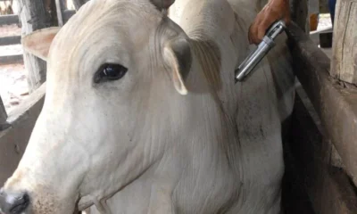 febre-aftosa-1 febre-aftosa-1