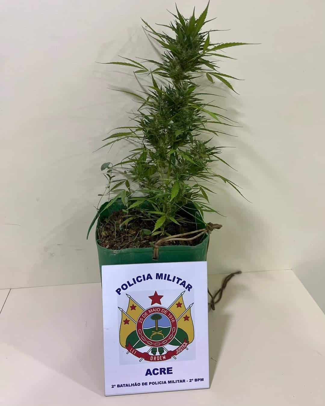 Polícia Militar apreende planta de maconha no bairro Vila Acre