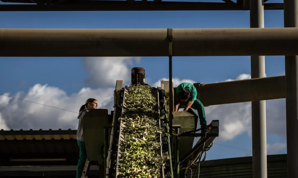 417936771 Azeitonas colhidas antes da moagem em um moinho de azeite na Espanha (Angel Garcia/Bloomberg)