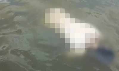 FVV-976×600 FVV-976x600