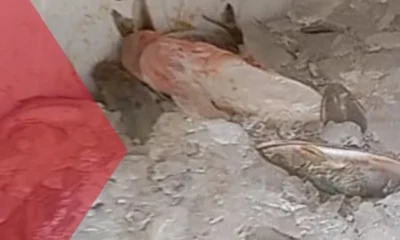 Foto: Yaco News/reprodução