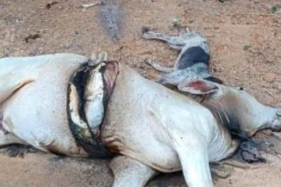 Frame-225-37-900×641 Frame-225-37-900x641