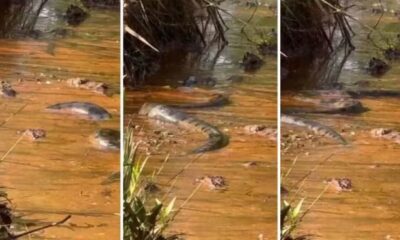 Cobra gigante que surpreendeu turistas é popularmente conhecida como 'anaconda' | Bnews - Divulgação Reprodução / Redes sociais