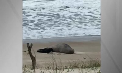 Filhote de elefante-marinho nasceu em praia de Garopaba (SC) • Divulgação