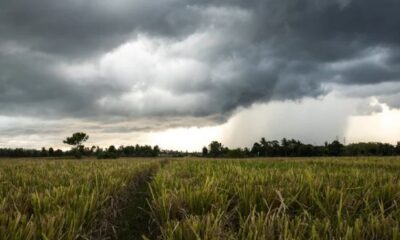 La Niña: pode impactar o país de diversas maneiras, especialmente em relação às suas principais culturas agrícolas, como soja, café e açúcar (Freepik)