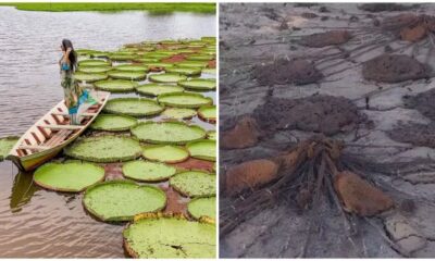 Vitórias-régias no Canal do Jari: de cenário paradisíaco à paisagem desértica — Foto: Reprodução / Redes sociais