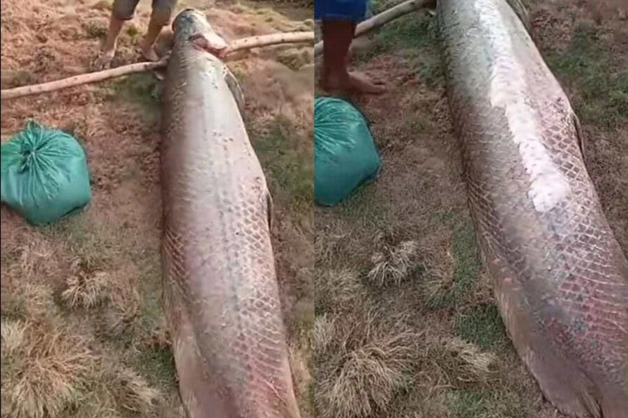 FOTO: YACO NEWS/REPRODUÇÃO