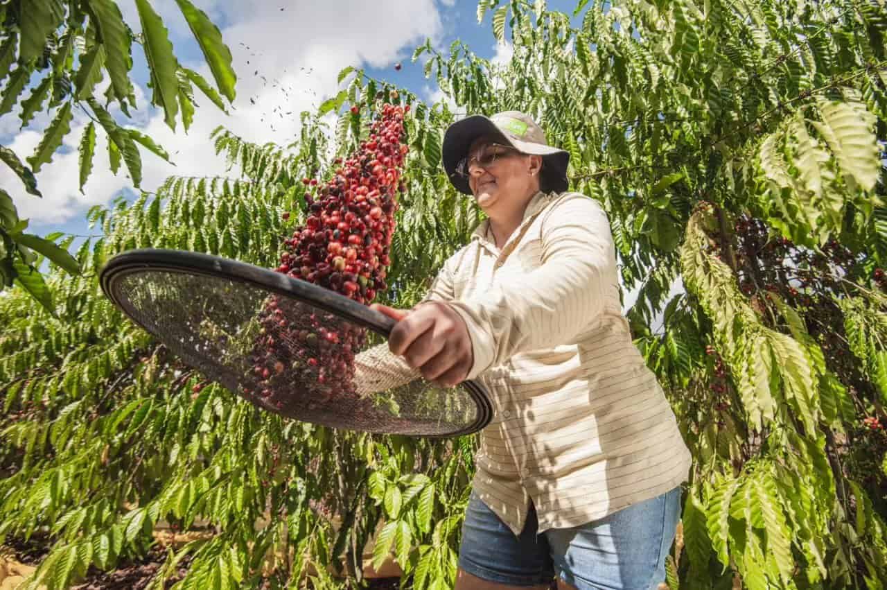 Acre tem 5 produtoras finalistas em concurso nacional de café