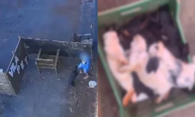 Criança invade fazendinha e mata 23 animais. • Reprodução decida à CNN