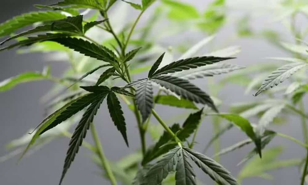 Planta de maconha, em imagem de arquivo — Foto: AFP