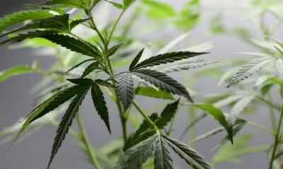 Planta de maconha, em imagem de arquivo — Foto: AFP