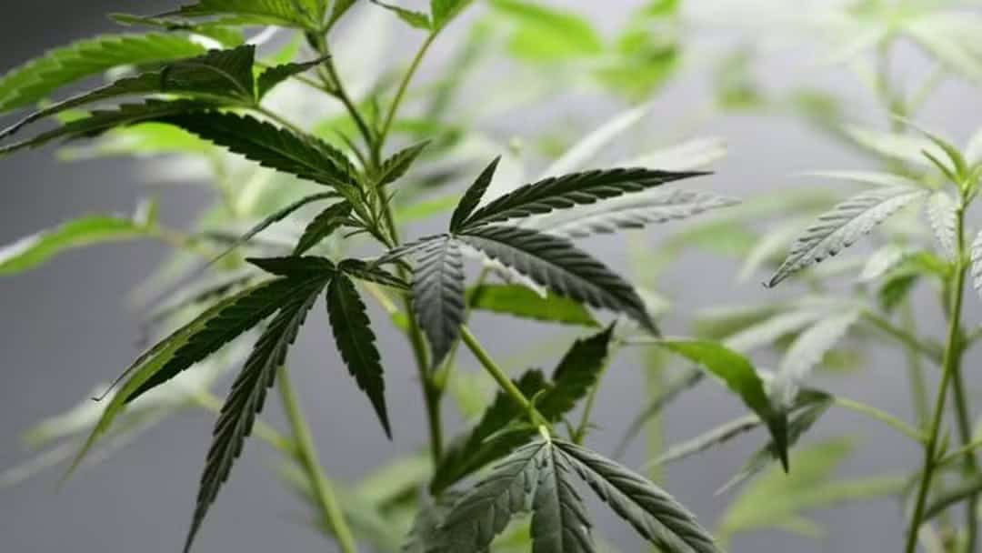 Maconha: condenados não conseguem reverter pena mesmo com descriminalização