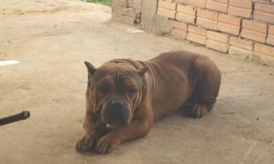 Kolbi, cão da raça american bully que foi morto no interior do Acre — Foto: Arquivo pessoal
