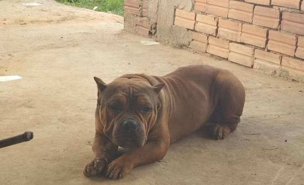 WhatsApp Image 2024-10-31 at 19.20.46 Kolbi, cão da raça american bully que foi morto no interior do Acre — Foto: Arquivo pessoal
