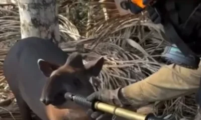 Imagem: Reprodução