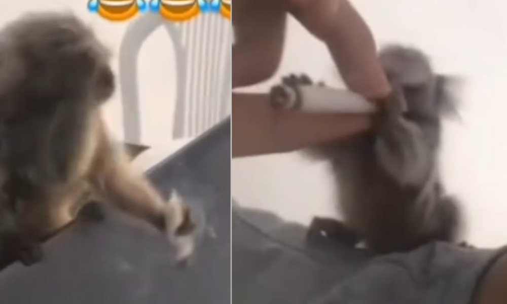 assalto-equipe-light-2-e1729268255313 macaco aparece visivelmente alterado nas redes sociais • Reprodução