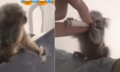 macaco aparece visivelmente alterado nas redes sociais • Reprodução