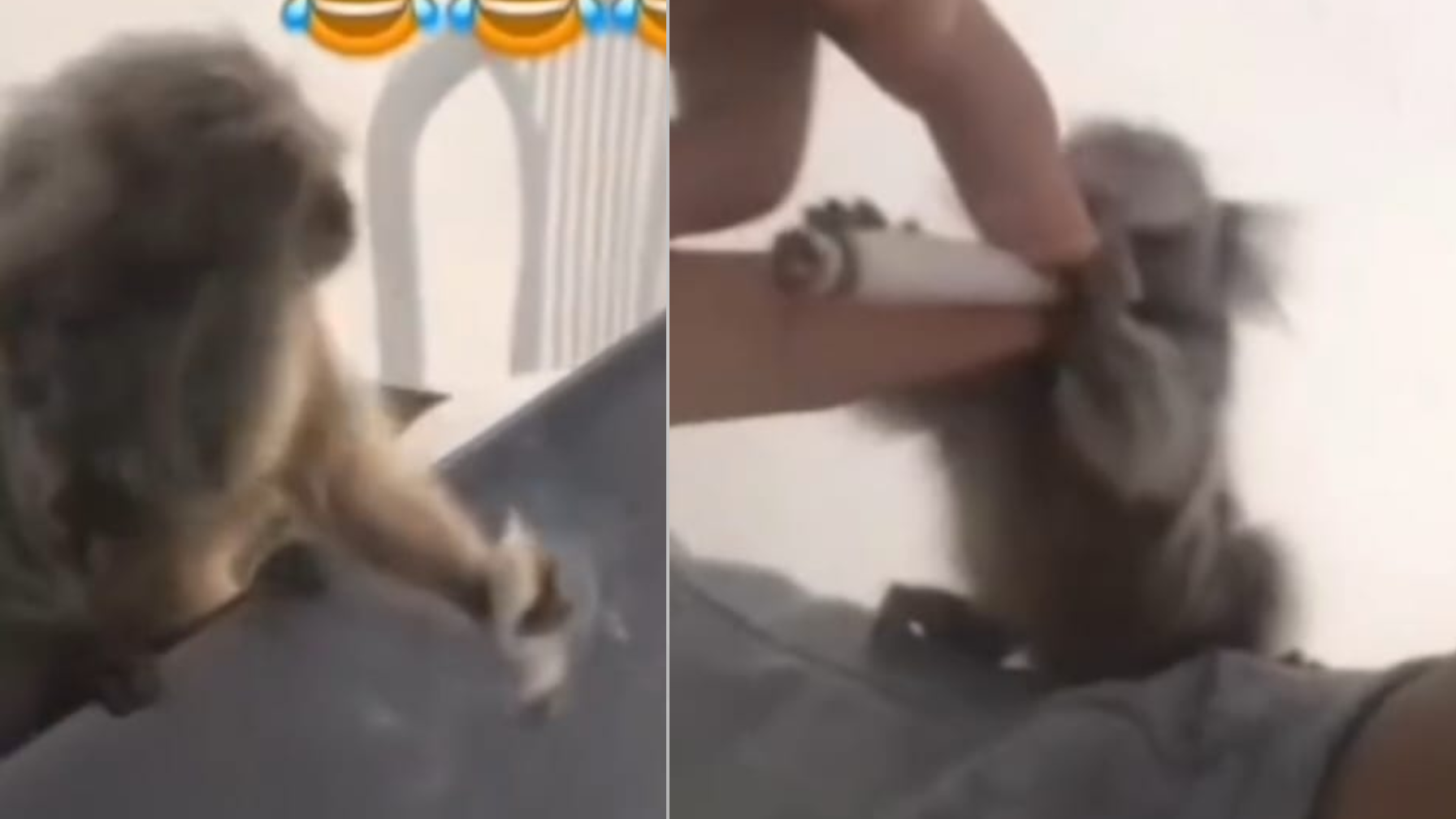 Vídeo: jovem de 18 anos oferece drogas e álcool a macaco e é preso na Paraíba