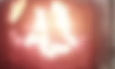 Adolescente queima 5 cães em fornalha e manda vídeo para amigos em SC • Reprodução